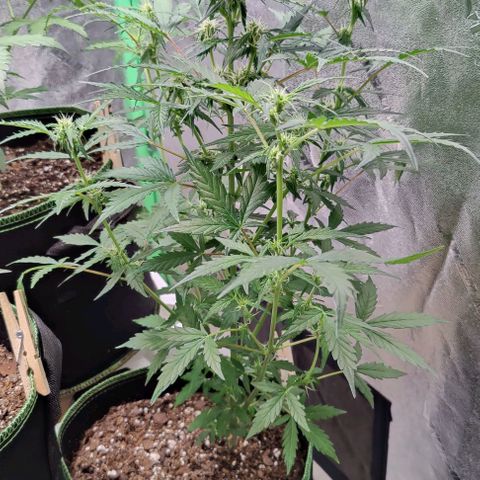 #1,2,3 growlog timeline photo