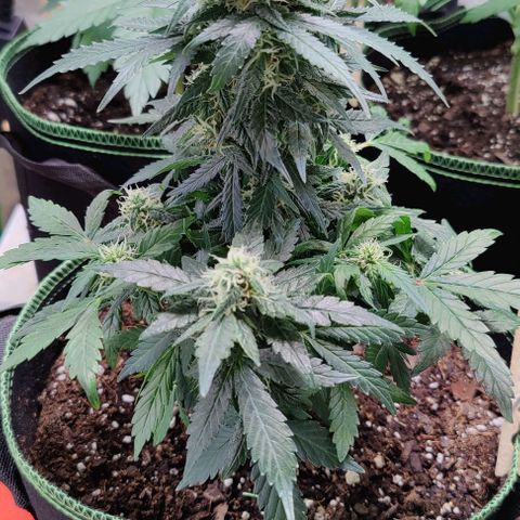 #1,2,3 growlog timeline photo