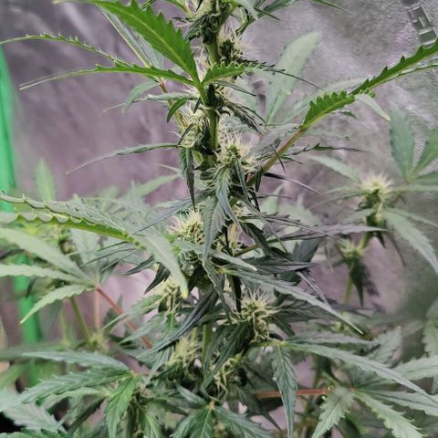 #1,2,3 growlog timeline photo