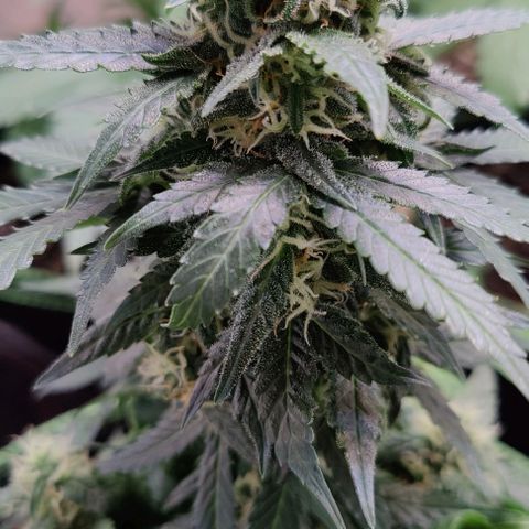 #1,2,3 growlog timeline photo