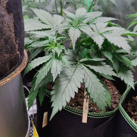 #4 growlog timeline photo