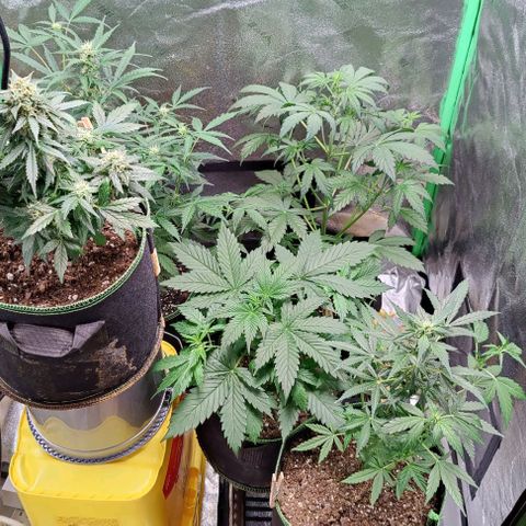 #4 growlog timeline photo