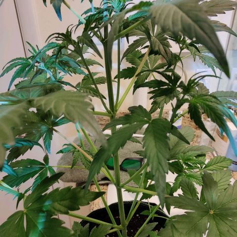 #5 growlog timeline photo