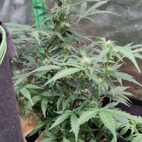 #1,2,3 growlog timeline photo