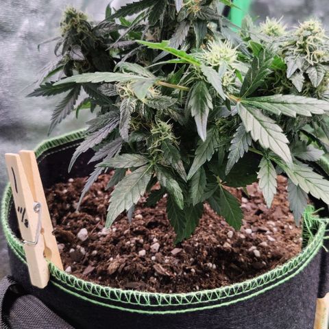 #1,2,3 growlog timeline photo
