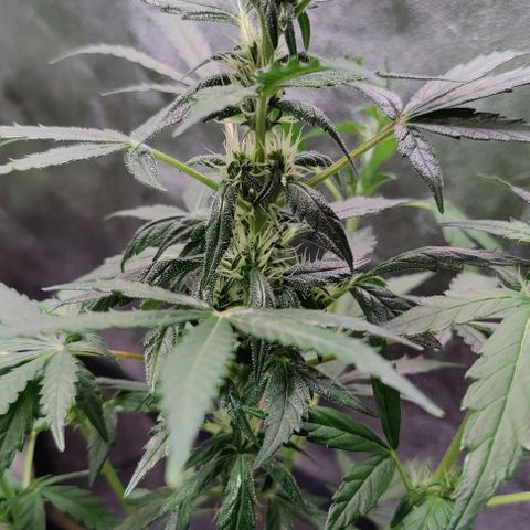 #1,2,3 growlog timeline photo