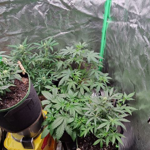 #4 growlog timeline photo