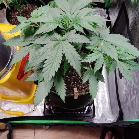 #4 growlog timeline photo