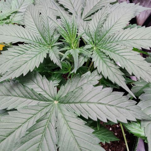 #4 growlog timeline photo