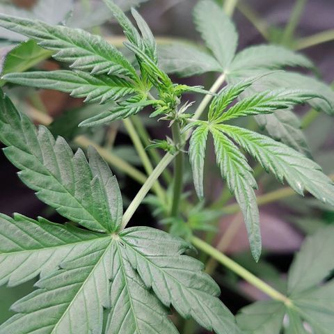 #5 growlog timeline photo