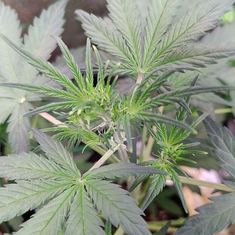 #5 growlog timeline photo