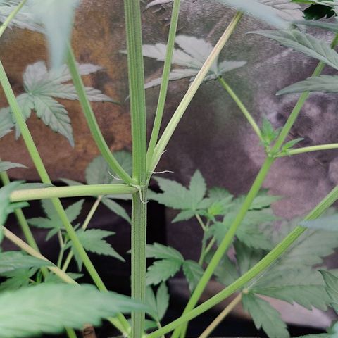 #5 growlog timeline photo