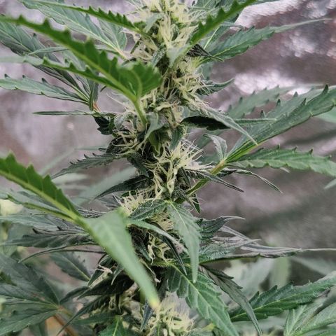 #1,2,3 growlog timeline photo