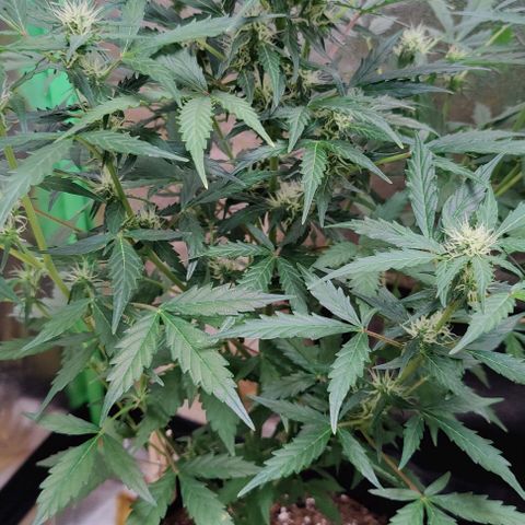 #1,2,3 growlog timeline photo