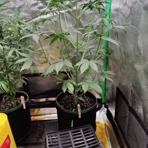 #5 growlog timeline photo