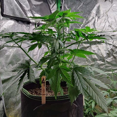 #4 growlog timeline photo