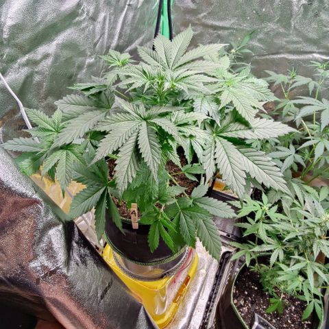 #4 growlog timeline photo