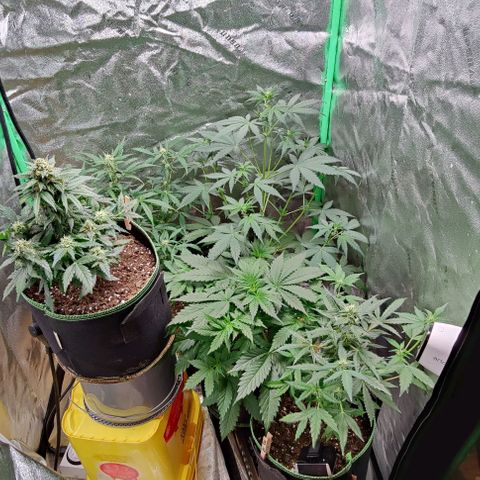 #4 growlog timeline photo