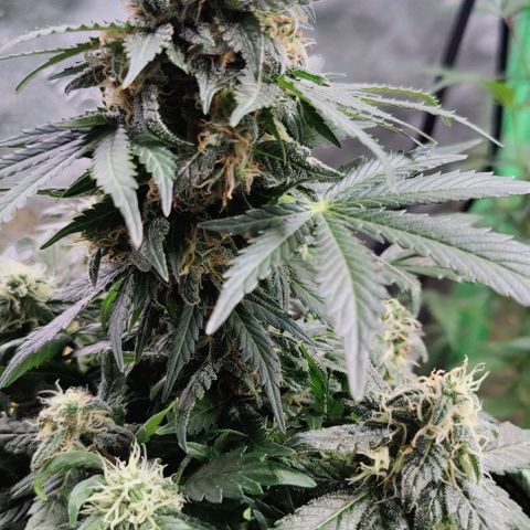#1,2,3 growlog timeline photo
