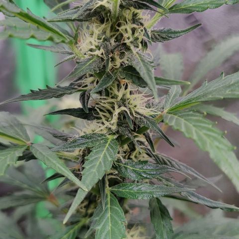 #1,2,3 growlog timeline photo