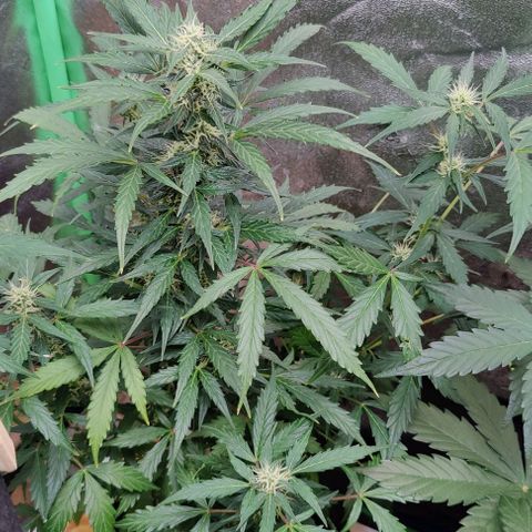 #1,2,3 growlog timeline photo