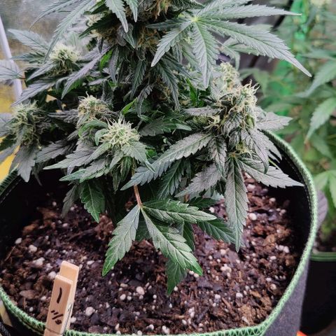 #1,2,3 growlog timeline photo