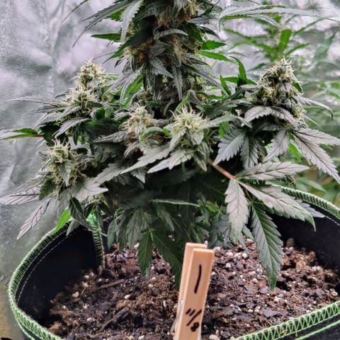 #1,2,3 growlog timeline photo