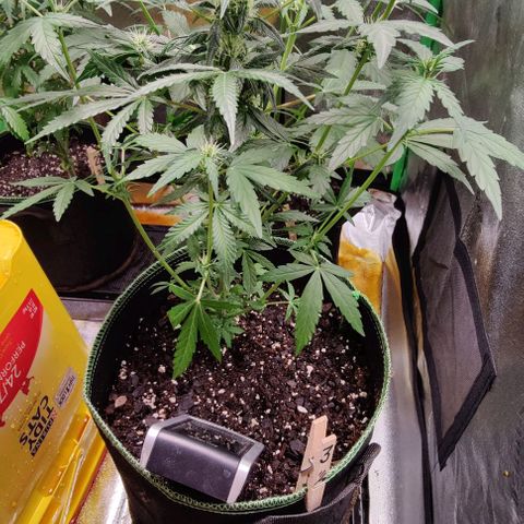 #1,2,3 growlog timeline photo