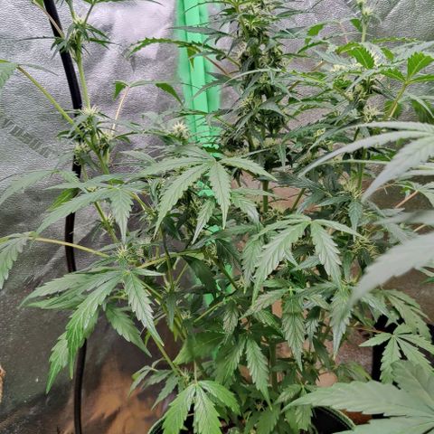 #1,2,3 growlog timeline photo