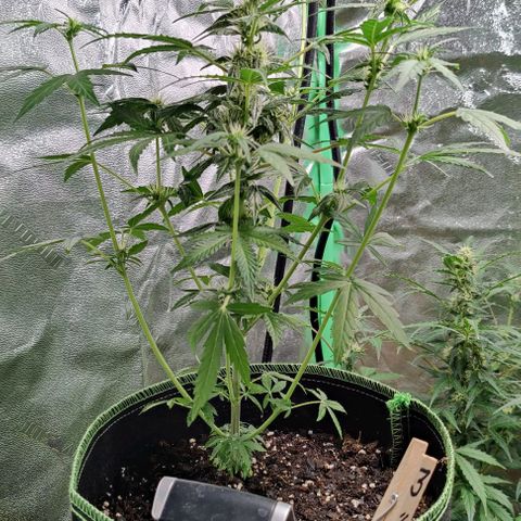 #5 growlog timeline photo
