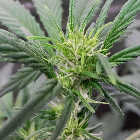 #5 growlog timeline photo