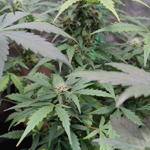 #1,2,3 growlog timeline photo