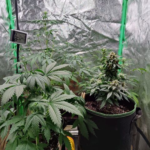 #1,2,3 growlog timeline photo