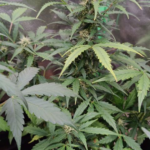 #1,2,3 growlog timeline photo