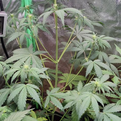 #1,2,3 growlog timeline photo
