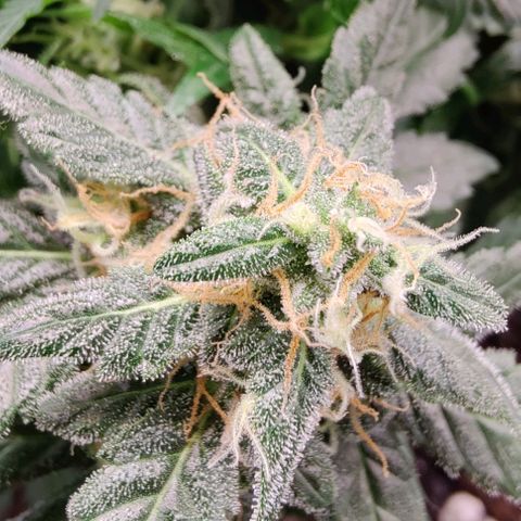 #1,2,3 growlog timeline photo