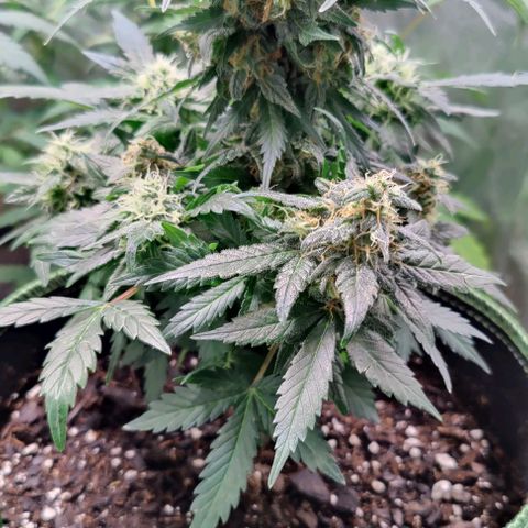#1,2,3 growlog timeline photo