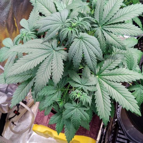 #4 growlog timeline photo