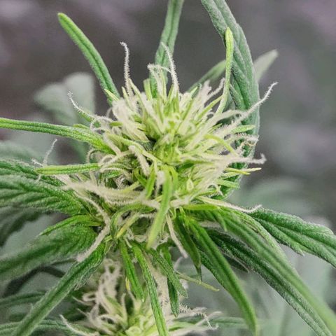 #5 growlog timeline photo