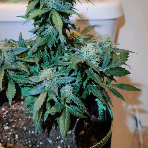 #1,2,3 growlog timeline photo