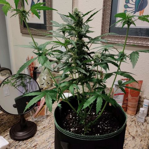 #1,2,3 growlog timeline photo