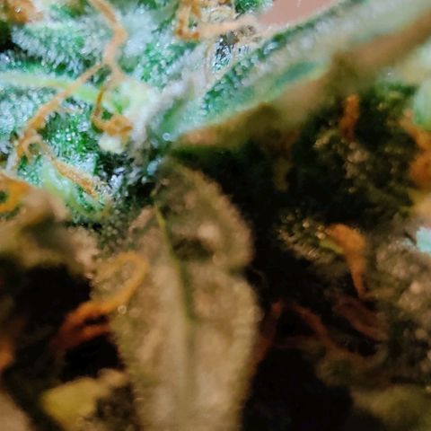 #1,2,3 growlog timeline photo