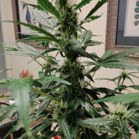 #1,2,3 growlog timeline photo