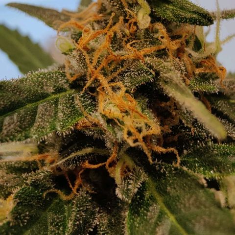 #1,2,3 growlog timeline photo