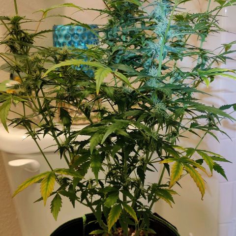 #1,2,3 growlog timeline photo