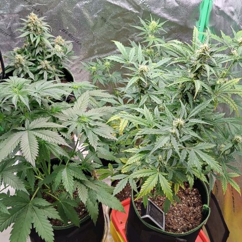 #1,2,3 growlog timeline photo
