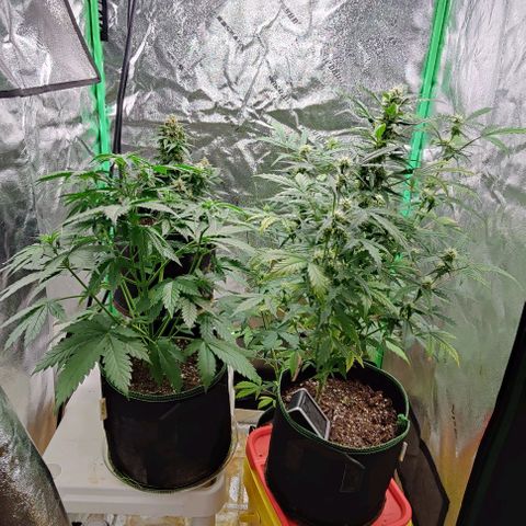 #4 growlog timeline photo