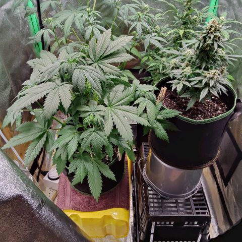#4 growlog timeline photo