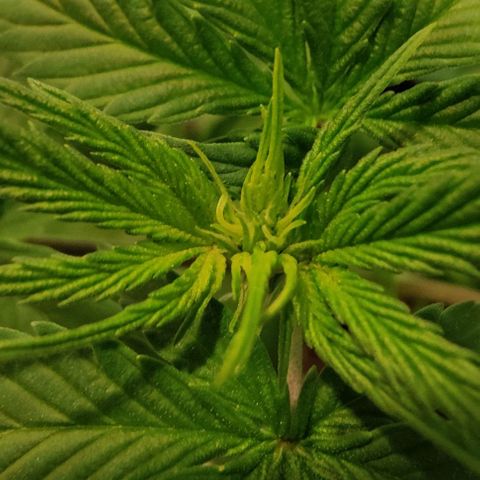#4 growlog timeline photo
