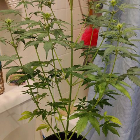 #5 growlog timeline photo